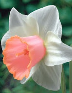 Нарцис (Narcissus) Salome